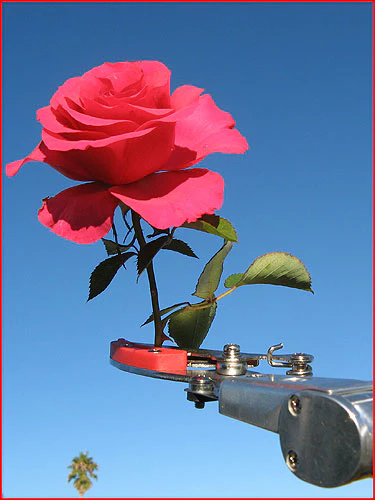 Cut & Hold Telescopic Pruners With Pivot Head 3