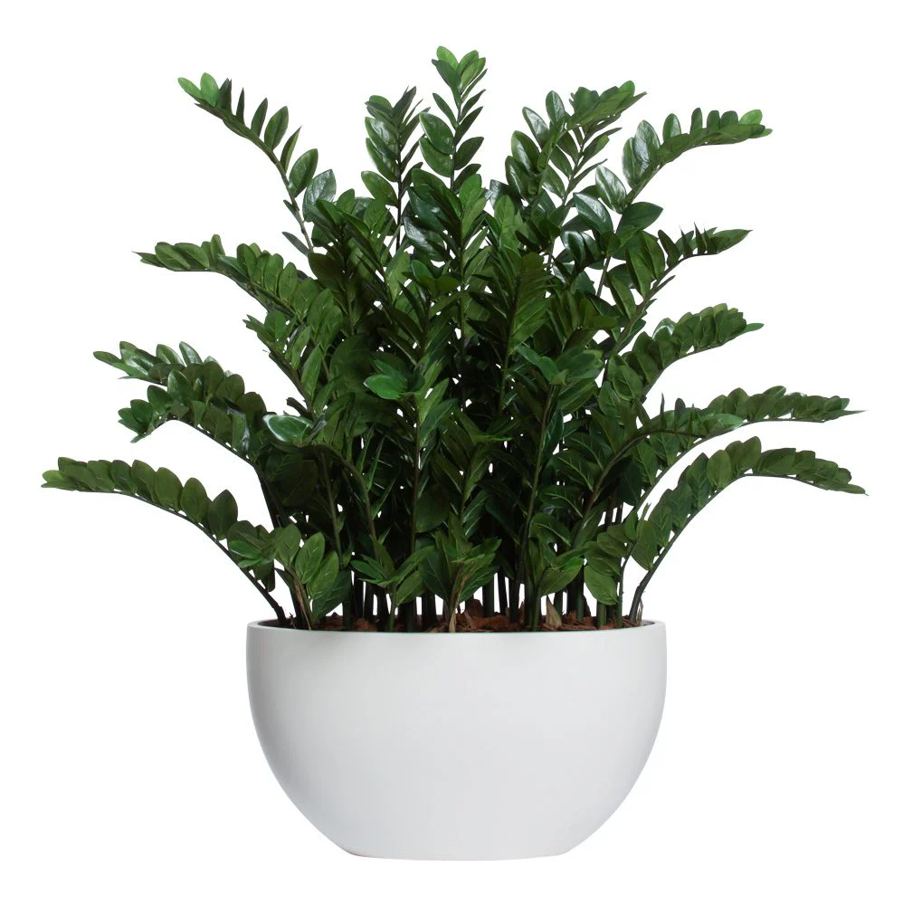 DELUXE ZAMIFOLIA IN WHITE SANDSTONE OVAL POT