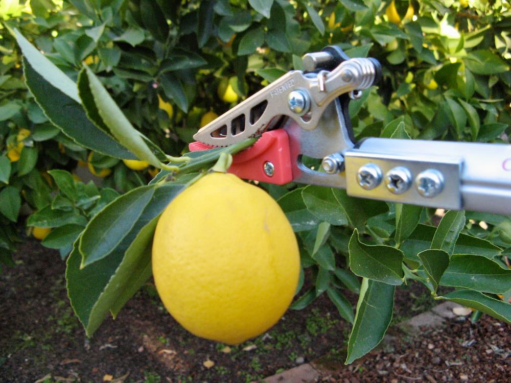 Short Reach Cut & Hold Pruner 4