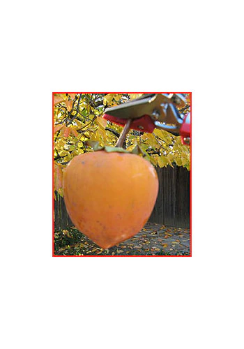 Cut & Hold Telescopic Pruners 1