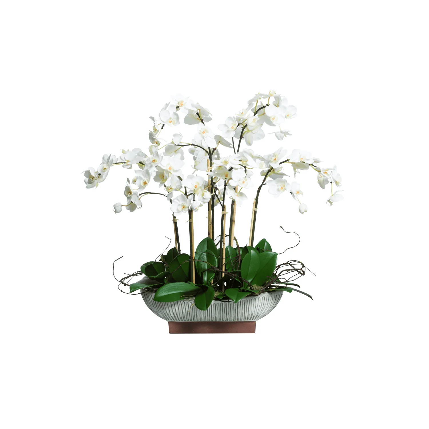 WHITE PHAL IN WHITE OVAL POT