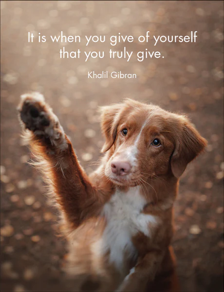 Affirmations 24 Cards - Every Dog Has It's Day - DOG