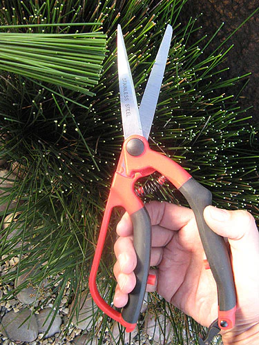 Garden Scissors 1