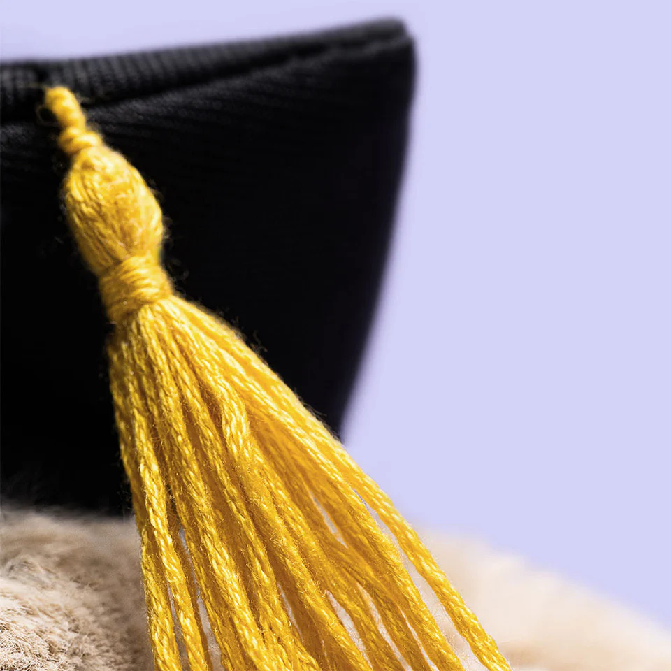 Jellycat Bashful Bunny Graduation Outfit