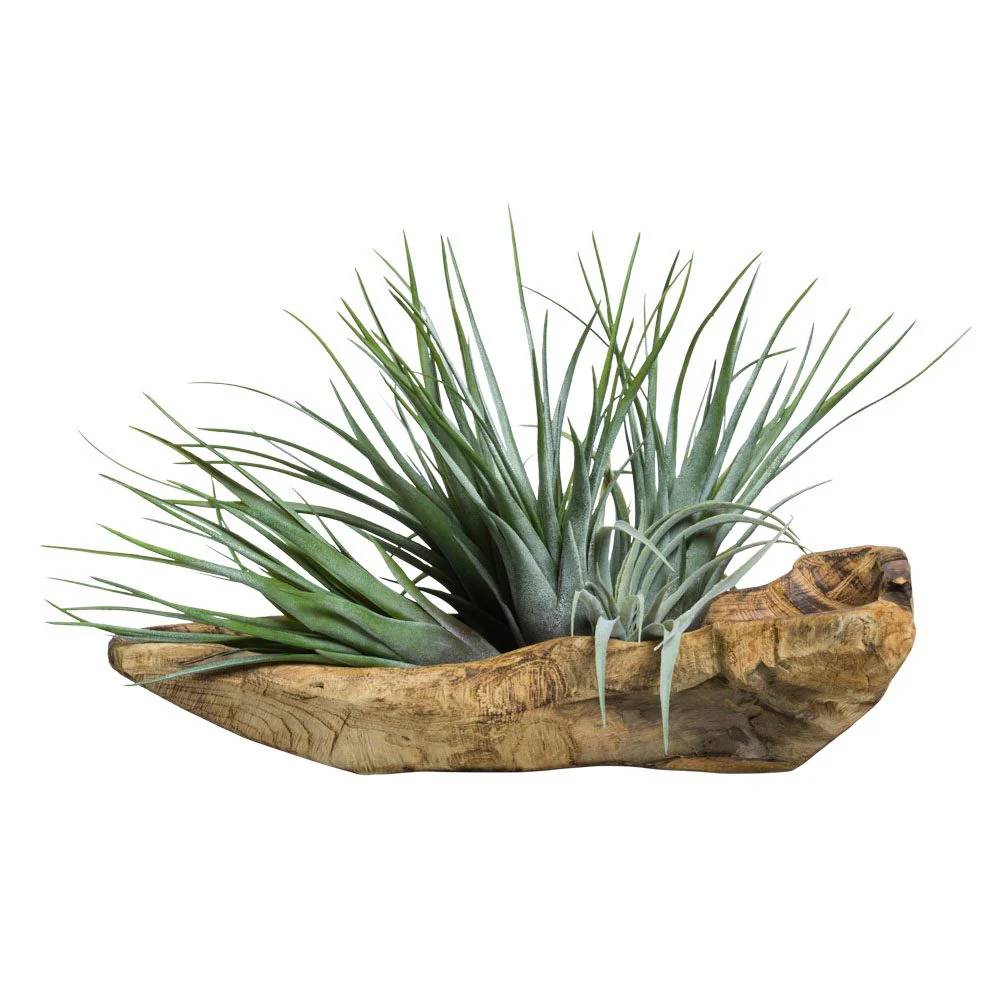 TILLANDSIA IN WOOD BRANCH