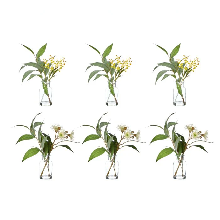 Rogue Eucalyptus Wattle Mix-Specimen Bottle 23x26x33cm