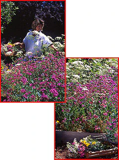 Cut Flower Mix 0