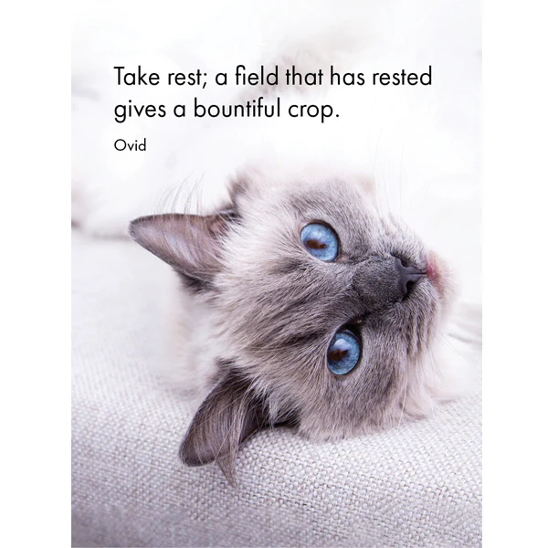 Affirmations 24 Cards - Cat's Whiskers - DCW