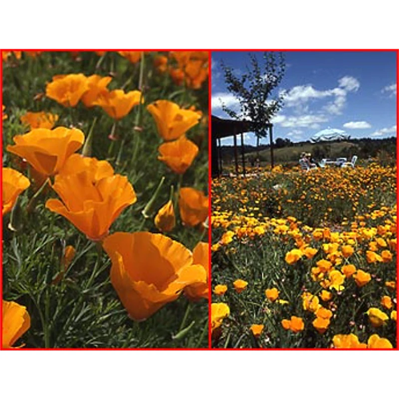 California Poppies 0