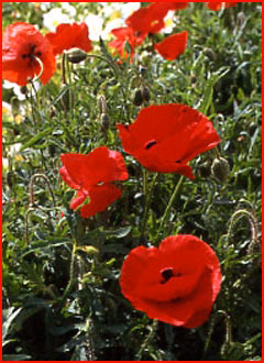 Flanders Field Poppies 0