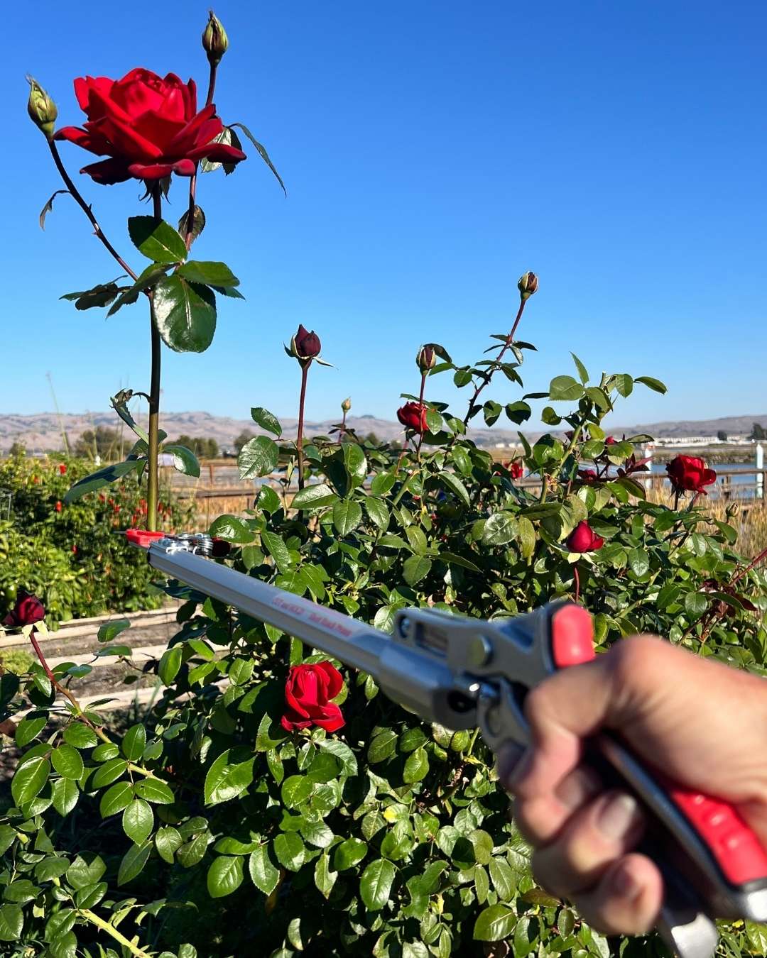 Short Reach Cut & Hold Pruner 1