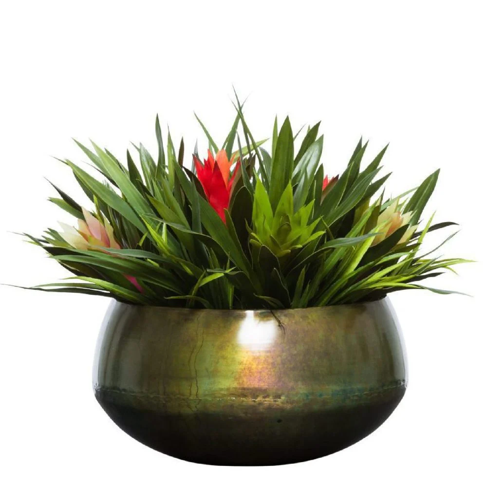 MIXED BROMILIADS IN SOSA BOWL