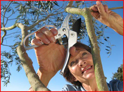 Woman's Pro™ Ratchet Pruner 2