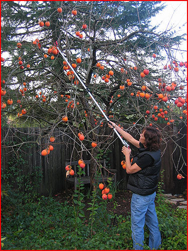 Cut & Hold Telescopic Pruners 2