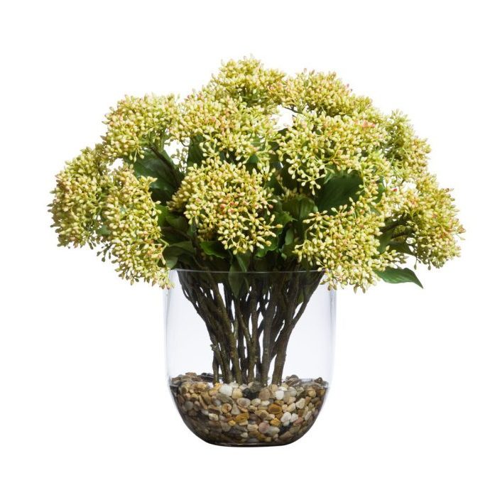 DOGWOOD SEED SPRAY WATER LIKE