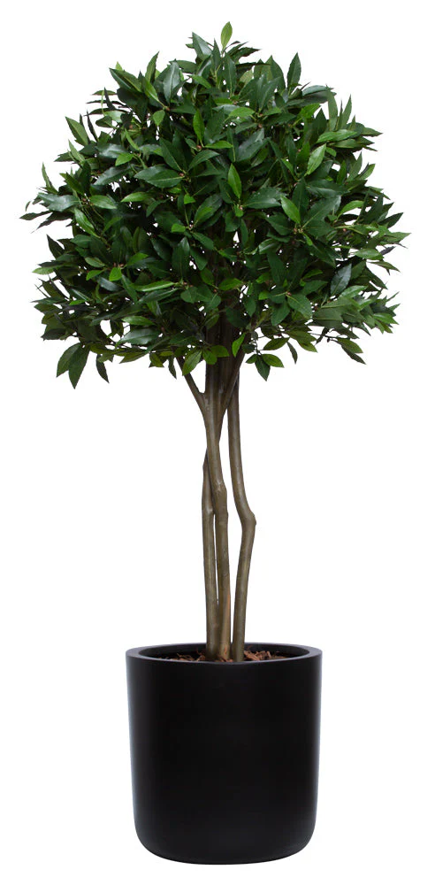 5' UV BAYLEAF TOPIARY IN BLACK SANDSTONE CYLINDER