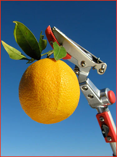 Cut & Hold Telescopic Pruners With Pivot Head 4
