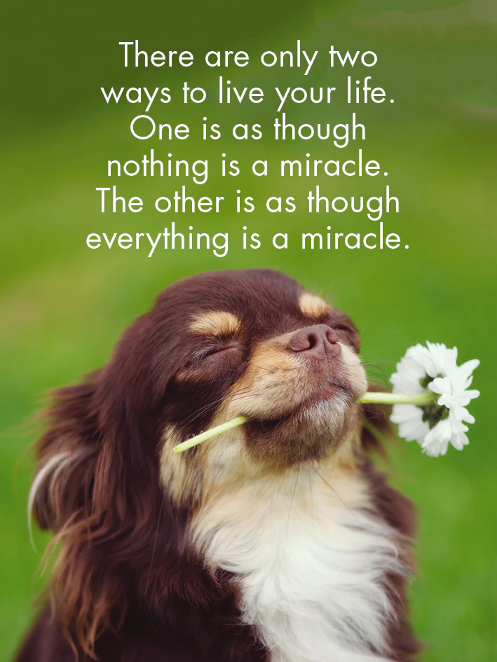 24 Animal Affirmation Cards + Stand - Puppy Love