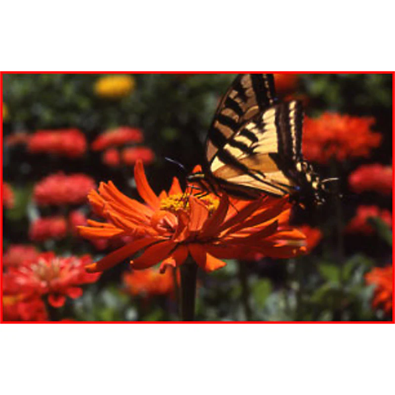 Bird and Butterfly Mix 0