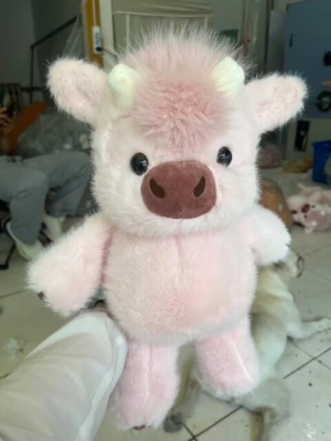 Chubby Highland Cow Plushie in cozy bedroom