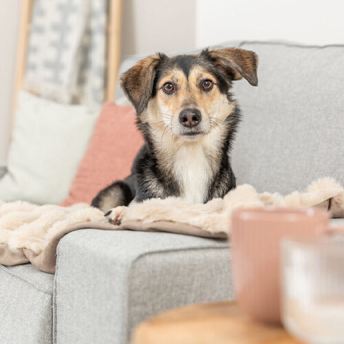 Trixie Elli Blanket - Sand - 70 × 50 cm