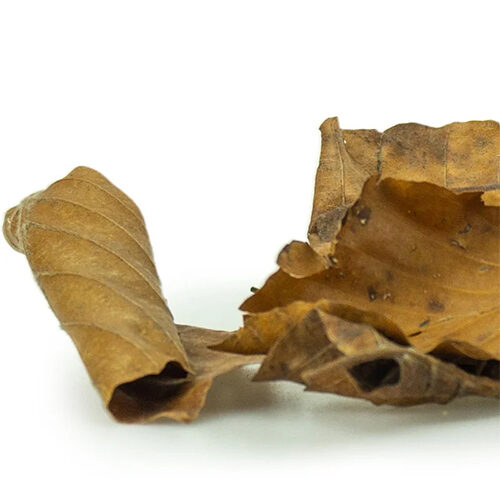 Back Zoo Nature Discovery Leaves - 50 g