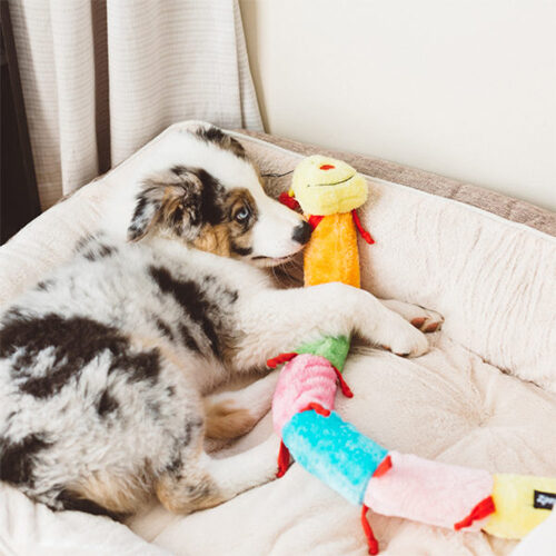 ZippyPaws Caterpillar - DeLuxe - 76 cm