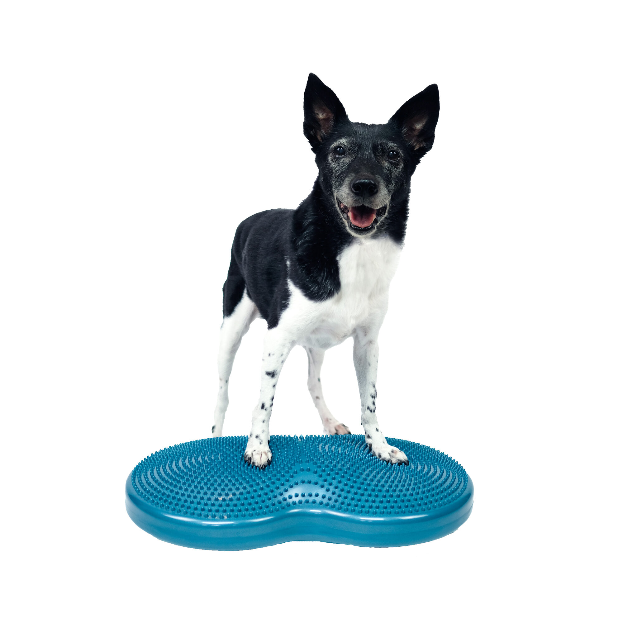 FitPaws Duo Disc