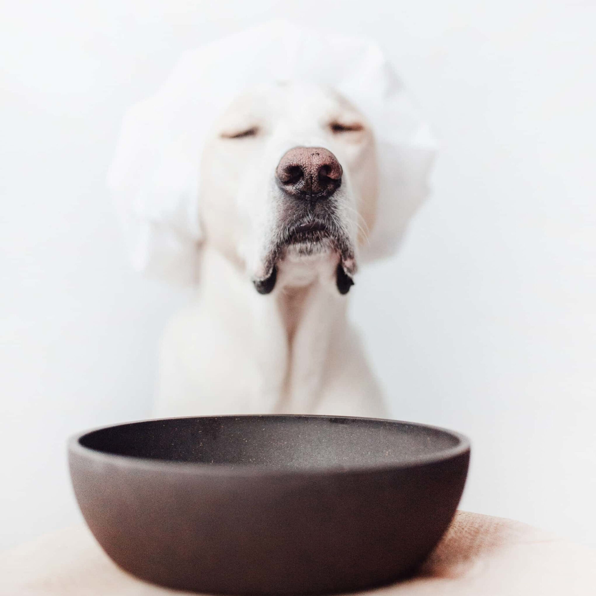 District 70 Bamboo Feeding Bowl for Dogs - Dark Grey - S