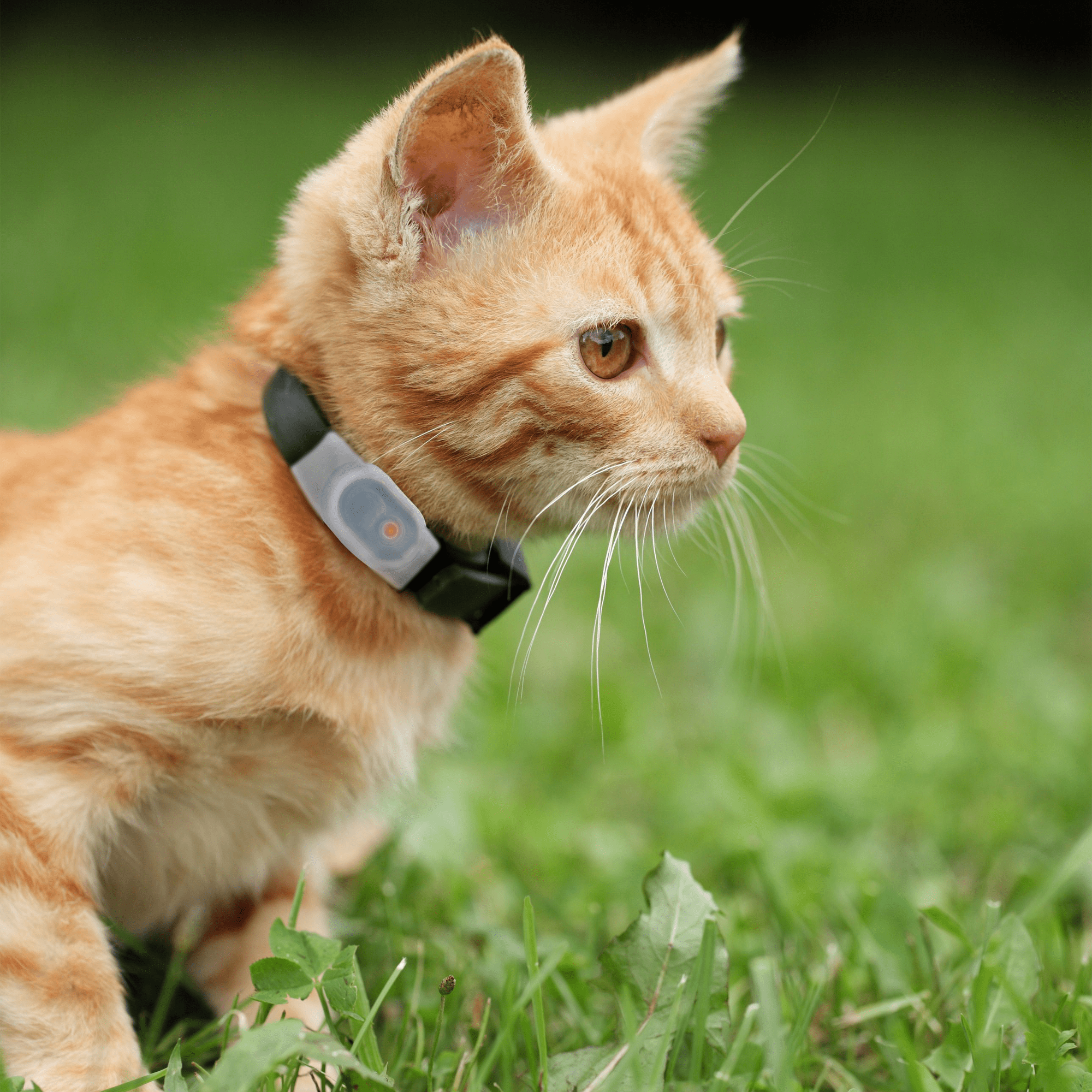 Tabcat Cat Tracker - 3 x 2 x 0.9 cm