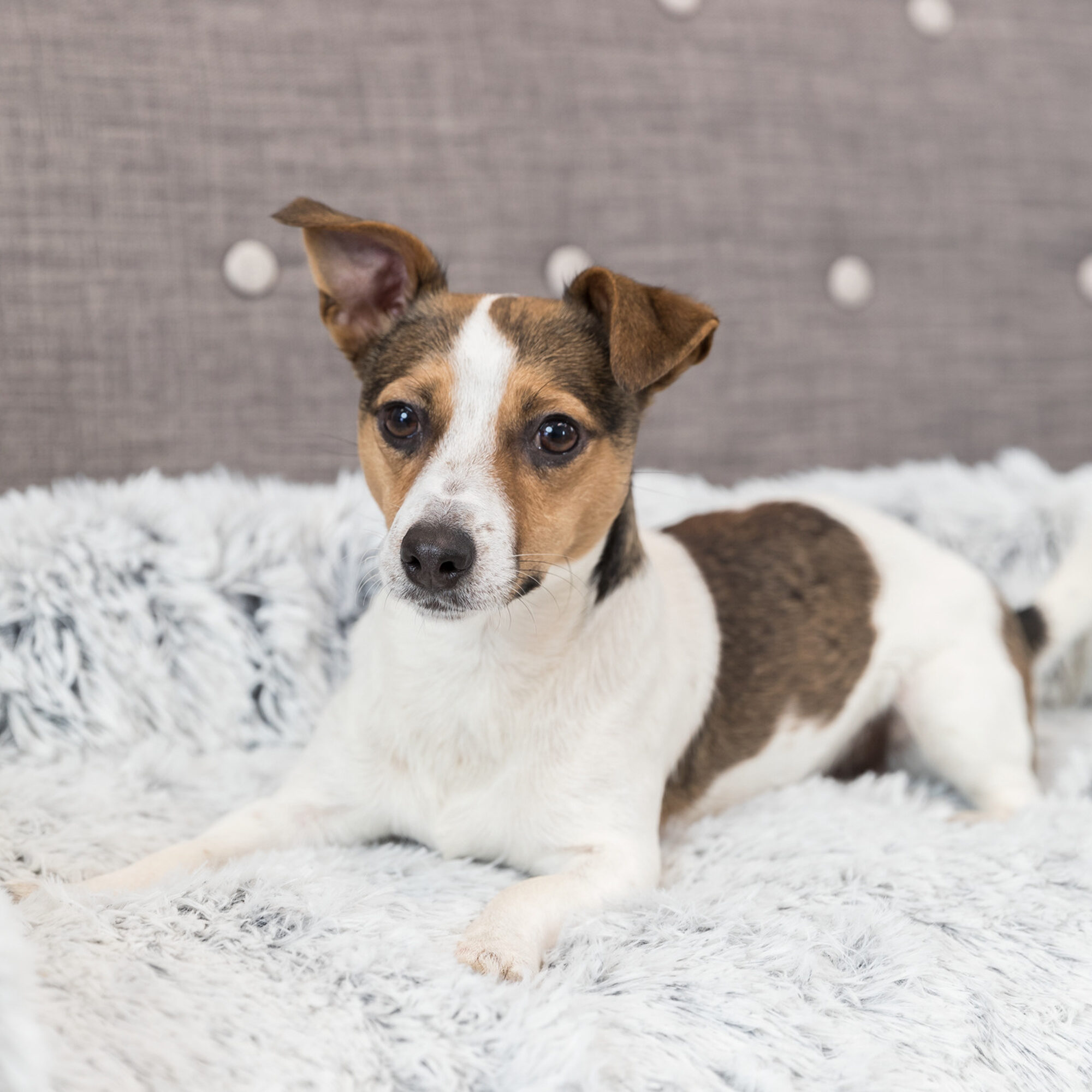 Trixie Furniture Protector Dog Bed Harvey - Grey/White - 70 x 90 cm