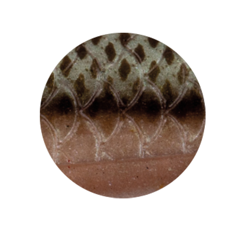 Zeck Zander Pelagi Set (gherkin)