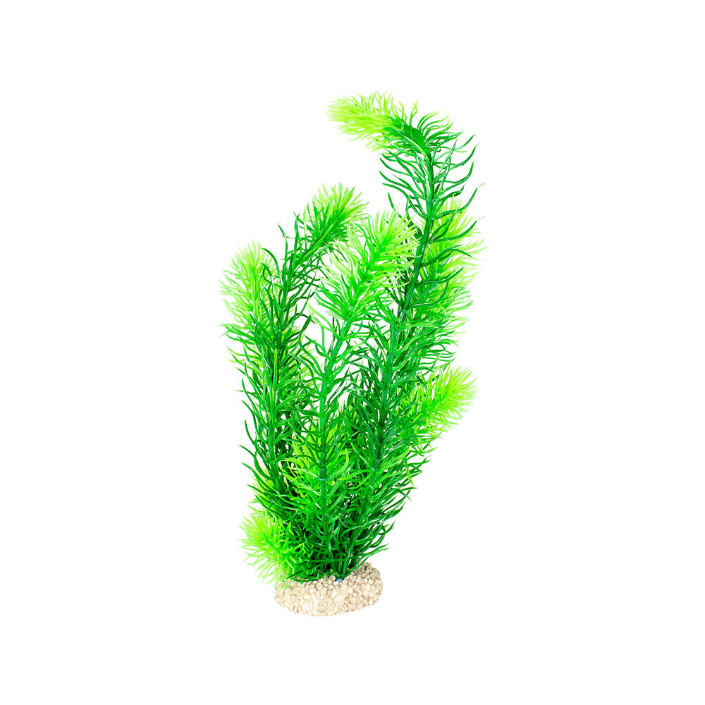 Aqua Della Hornwort - 32 cm