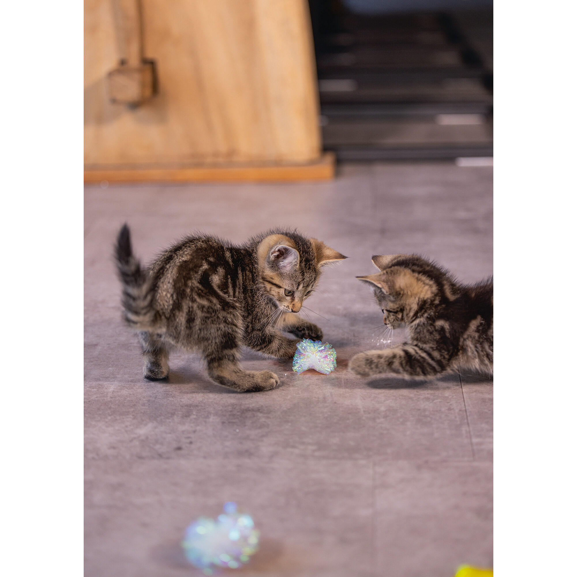 Beeztees Kitten Crinkle Balls - 5 x 5 x 5 cm