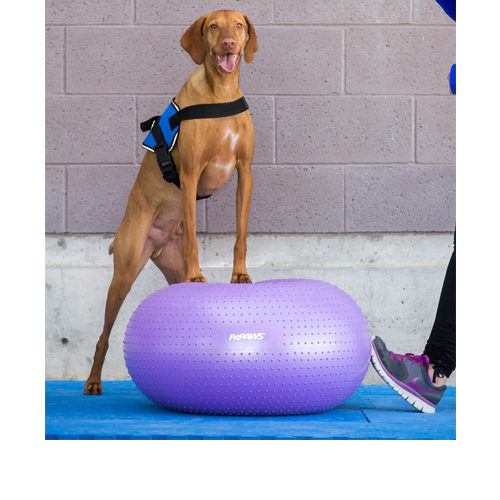 FitPAWS Trax Donut - Purple - 55cm