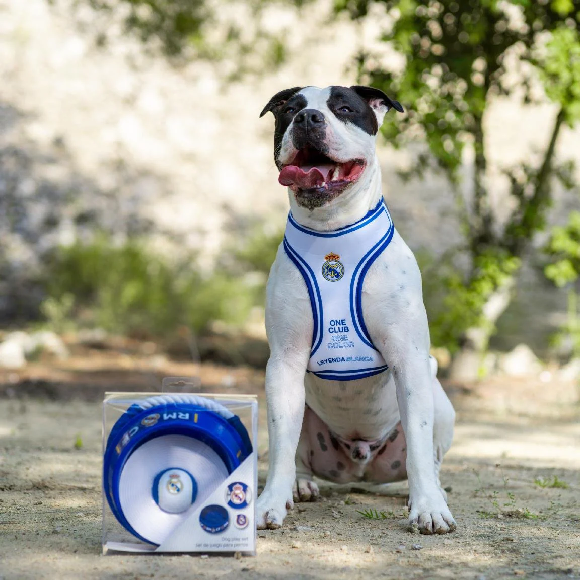 Blue Pet Welcome Set