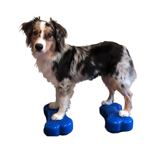 FitPAWS Bone Minis - Set of 2 - Blue