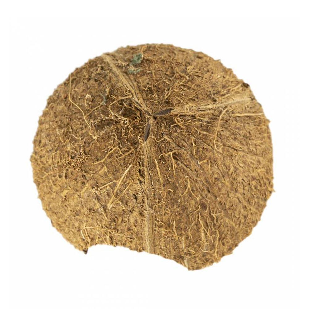 Back Zoo Nature Coco Hiding Cave