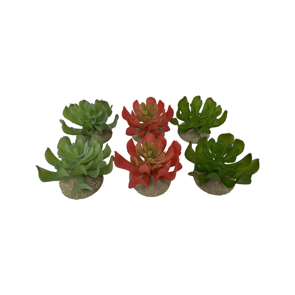 Terra Della Echeveria 1 - 1 piece