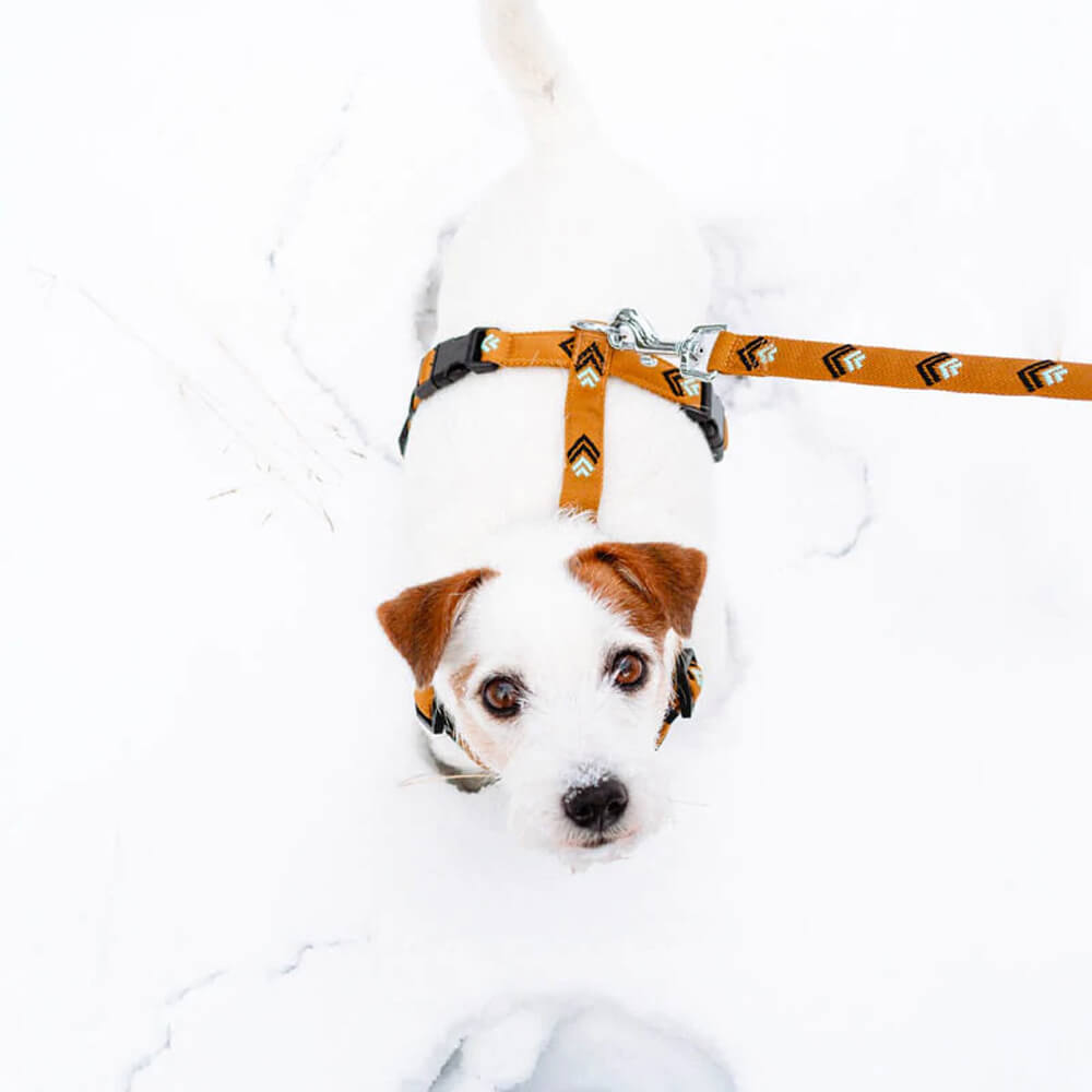 Woolly Wolf Sea To Summit Dog Leash