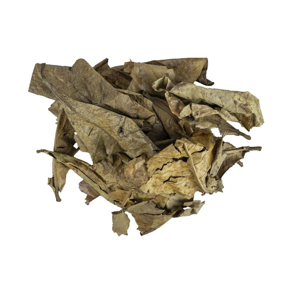 Back Zoo Nature Catappa Leaves - 25g