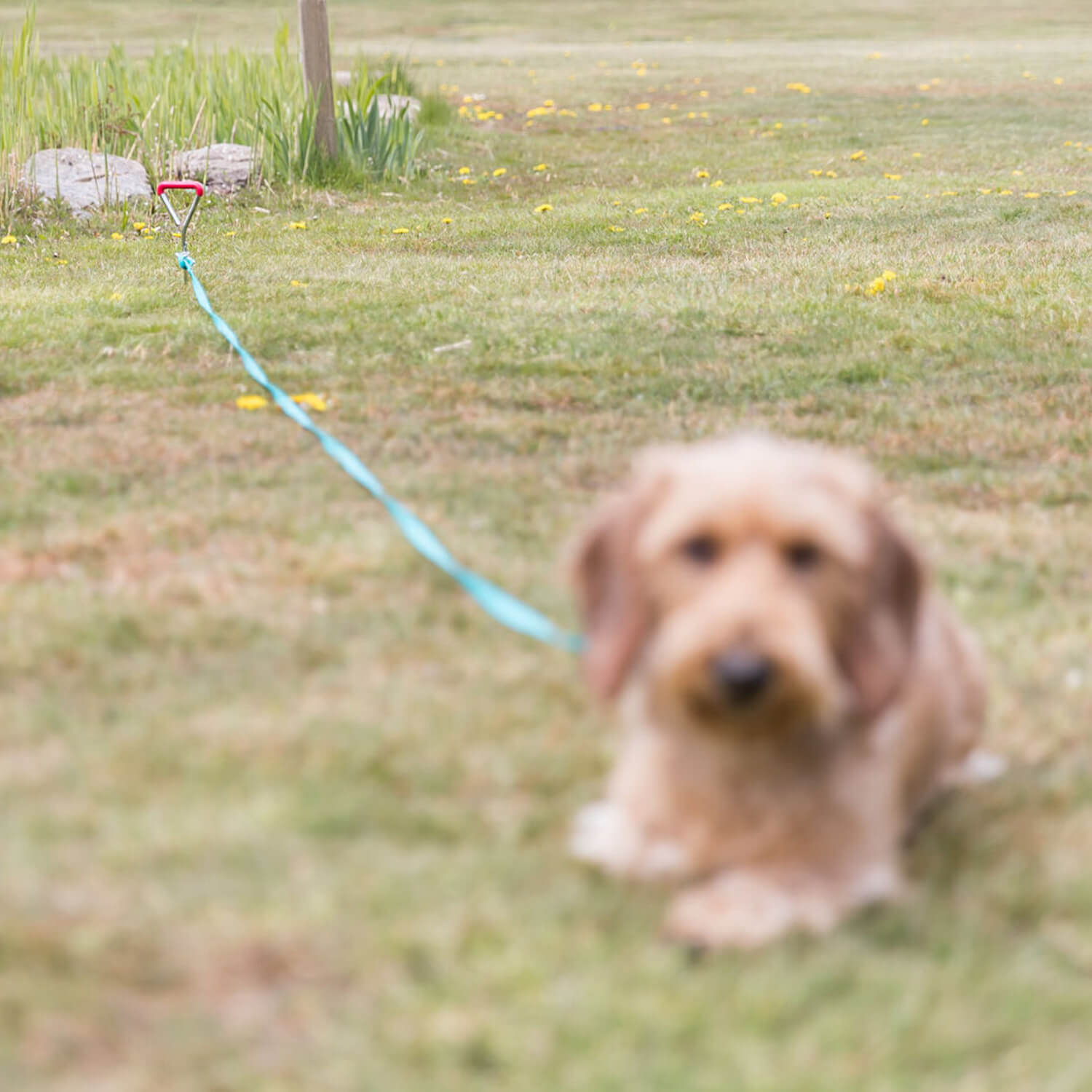 Trixie Tie Out Stake - 1 piecer