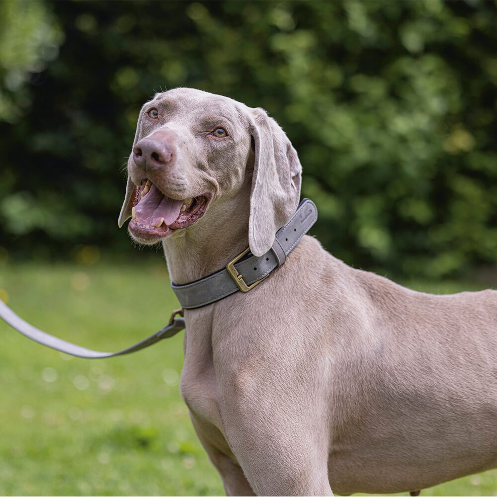 Beeztees Balacron Ax Dog Collar - Faux Leather - Brown - 21-26 cm x 10 mm