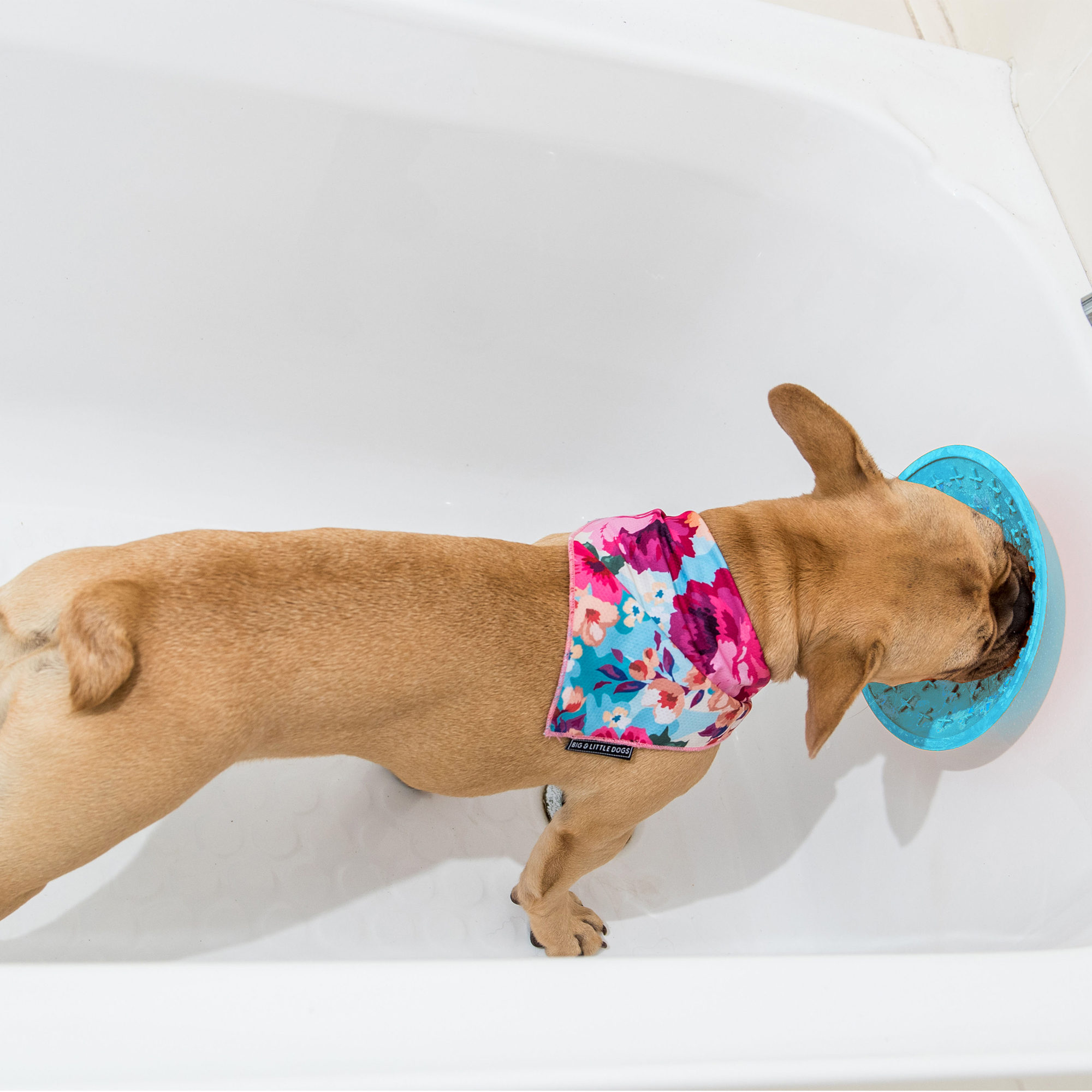 Lickimat Splash - Turquoise - 19 cm