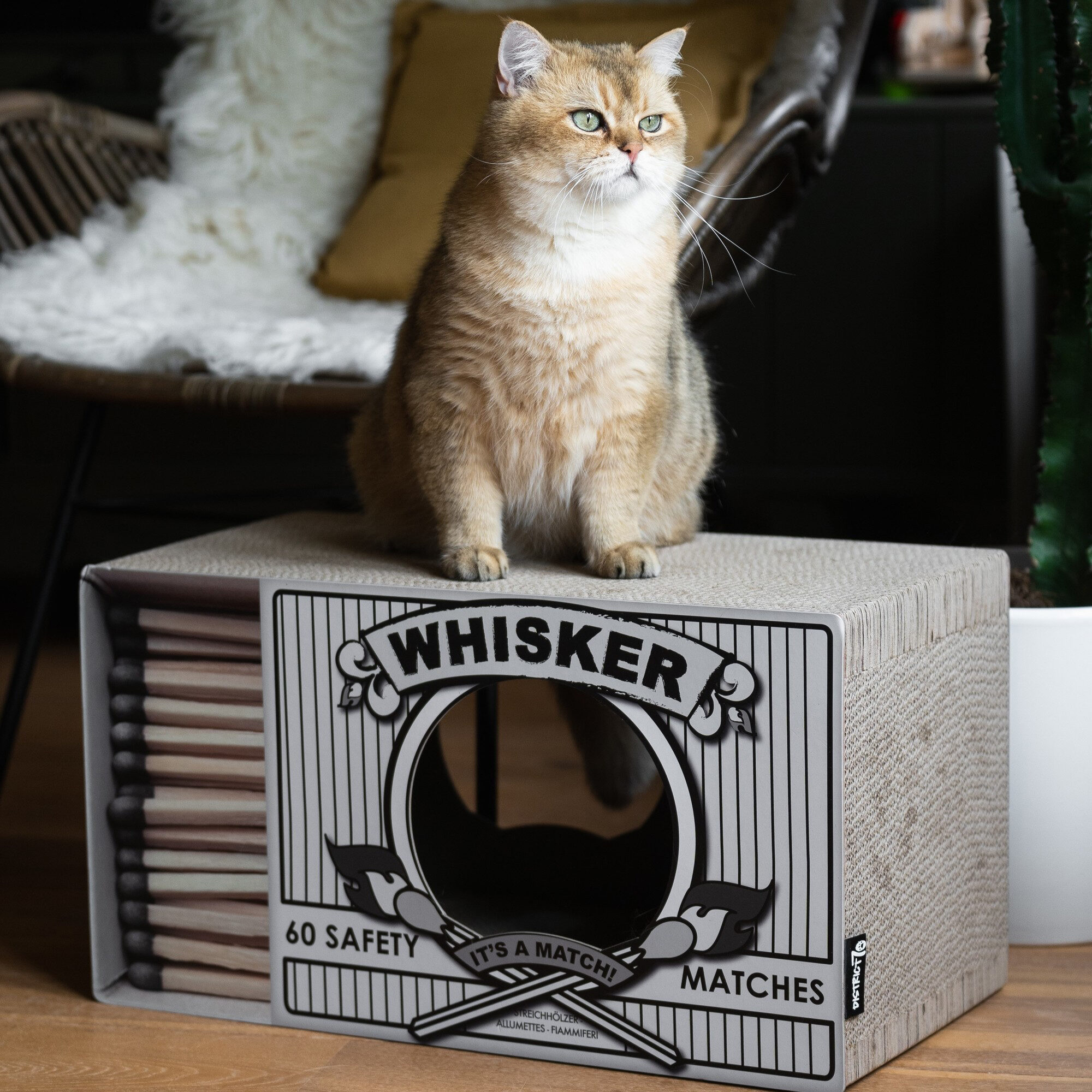 District 70 - Whisker Scratch Cardboard - Black