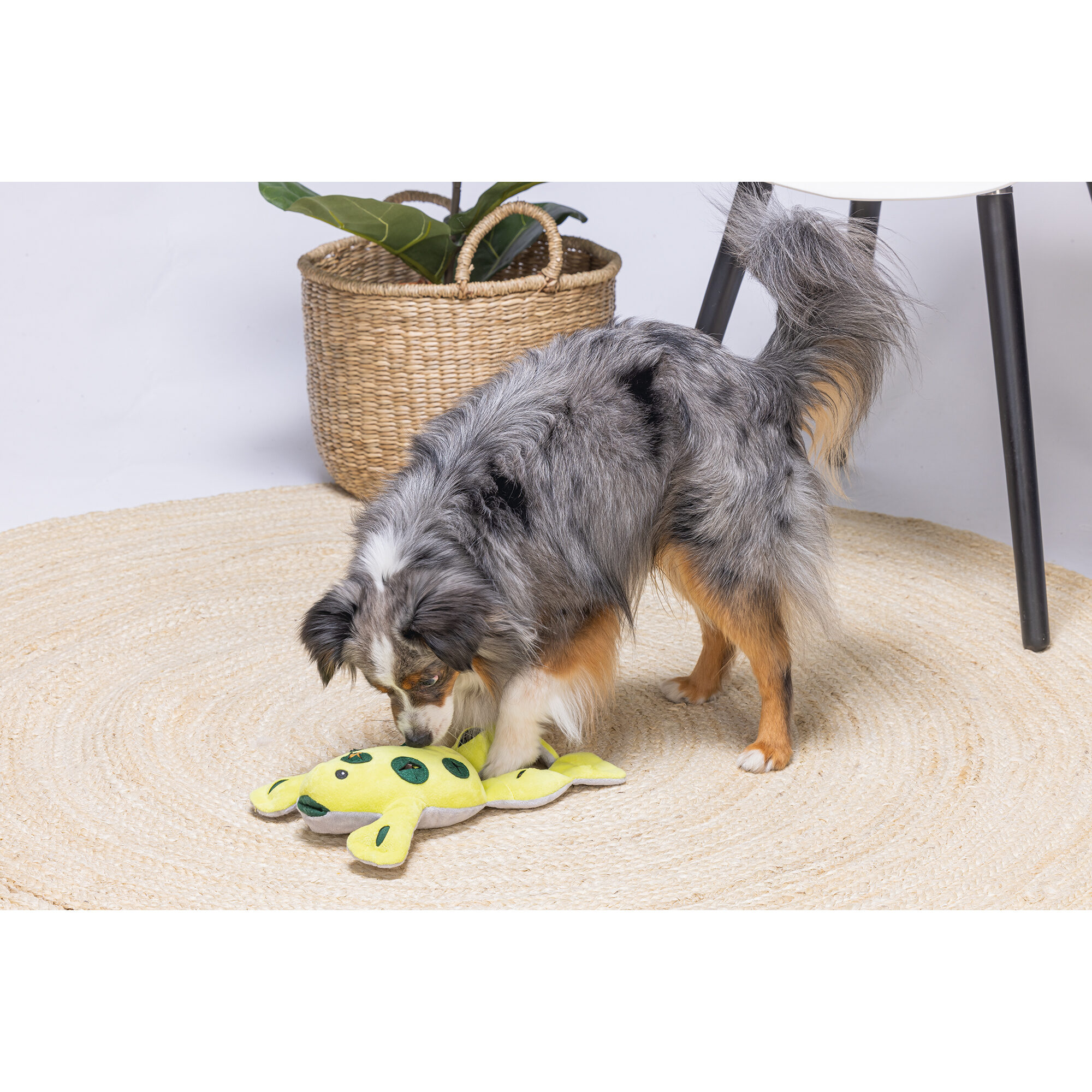 Beeztees Hide And Seek Frog