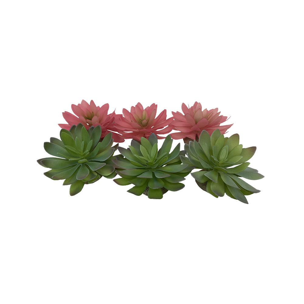 Terra Della Echeveria 1 - 1 piece