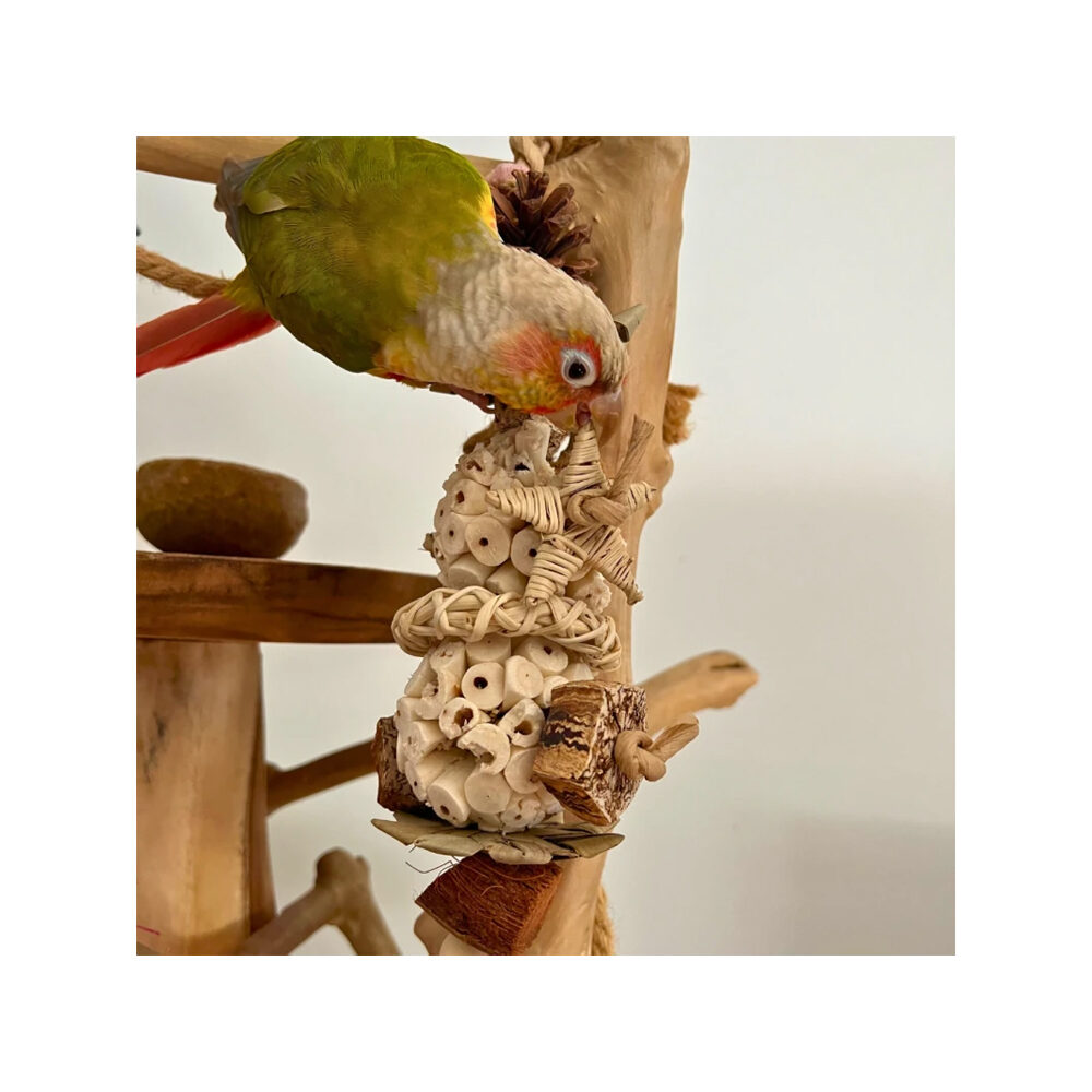 Back Zoo Nature Sola Star