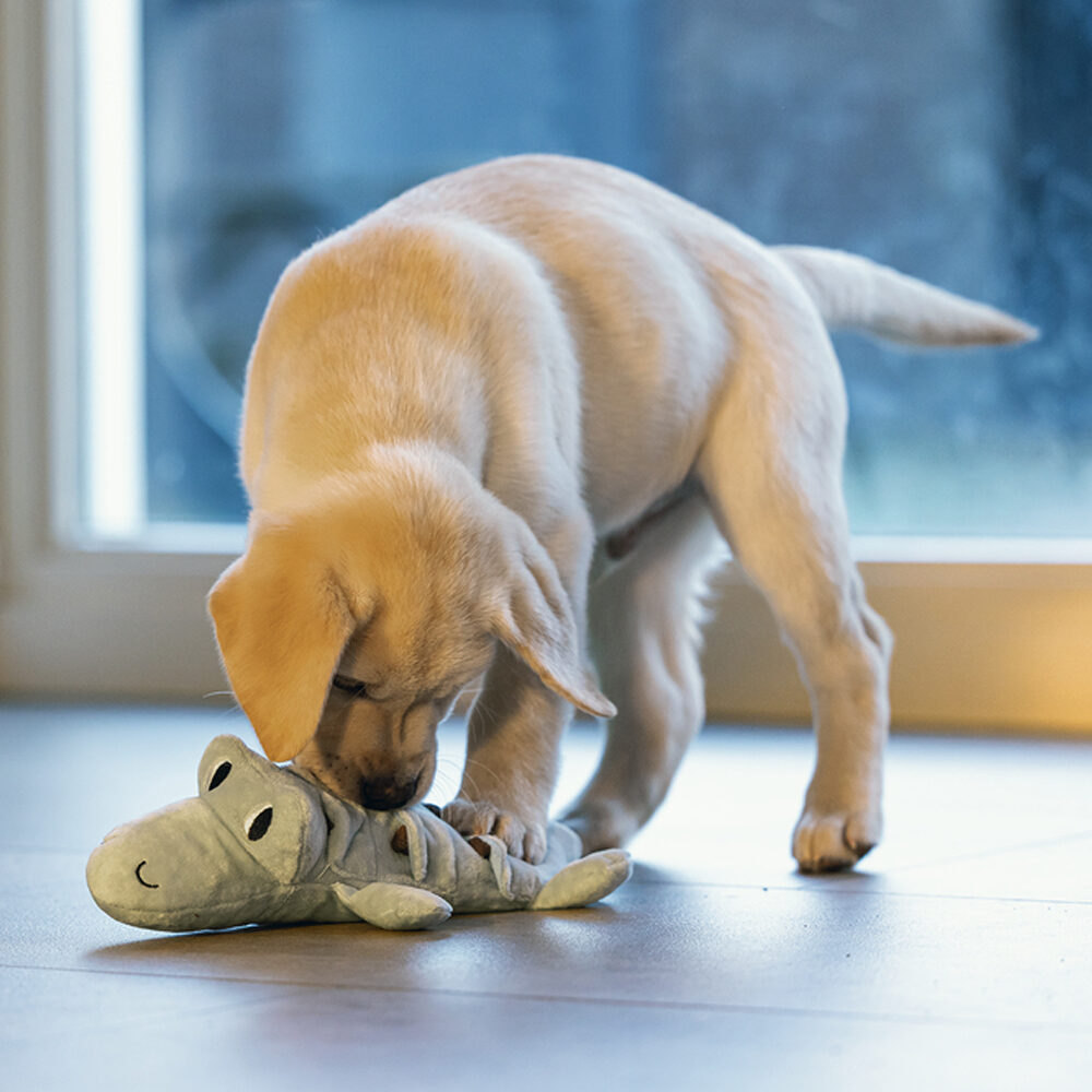 Beeztees Puppy Crocodile Jake