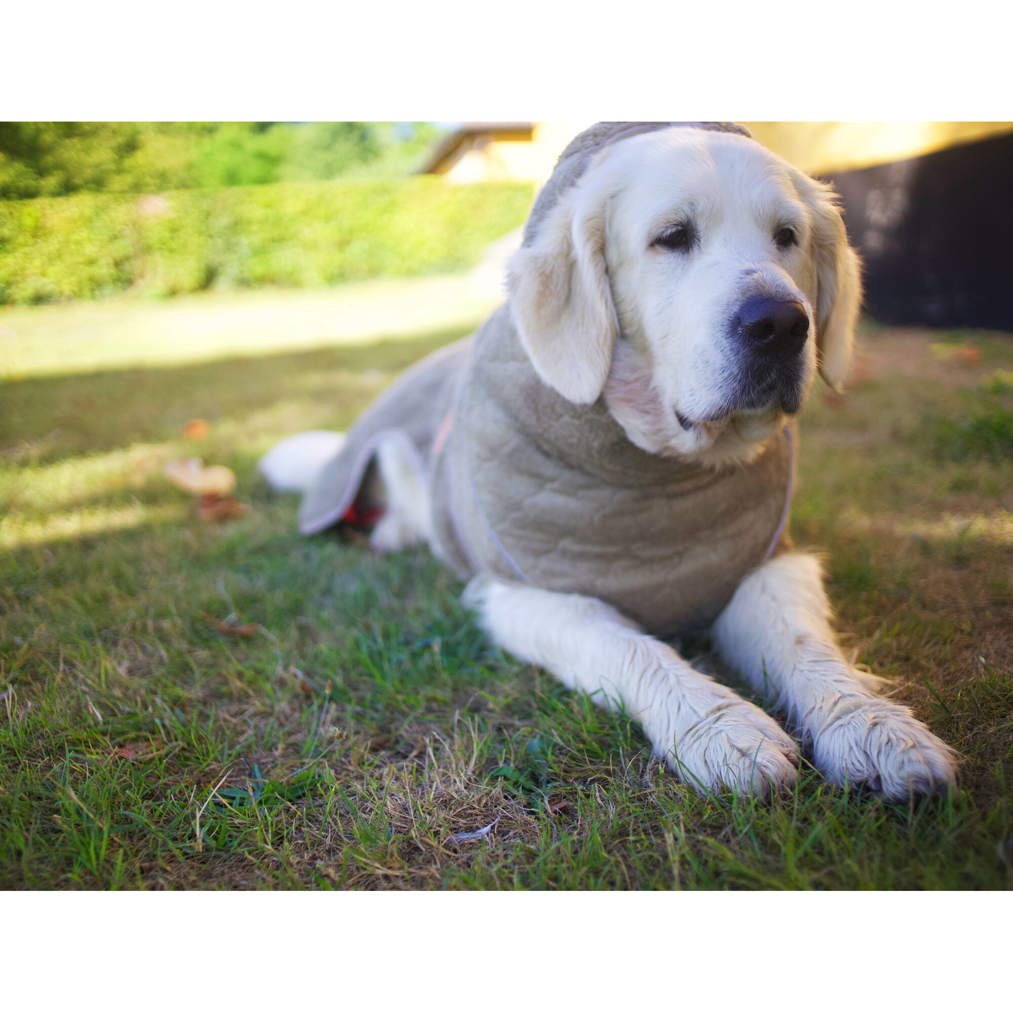 Siccaro WetDog SupremePro 2.0 - Blue Granite - 50